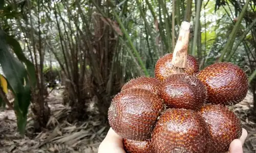 Salak Nglumut, Pengembangan Petani di Lereng Barat Merapi