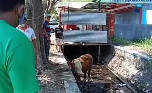 Dapat Giliran Disembelih, Sapi di Karanganyar Lari Sampai Kecemplung Parit