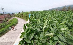 Petani Tembakau di Selo Boyolali Lirik Pengembangan Hortikultura