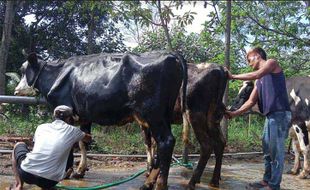 Aman! Kementan Pastikan Ketersediaan Daging Bebas PMK Jelang Iduladha