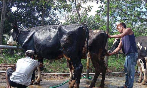 Dukung Swasembada Daging, Kesehatan Reproduksi Sapi Boyolali Dipantau