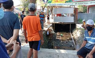 Berontak, Sapi Kurban Lepas Nyemplung Got di Jalan Solo-Tawangmangu Karanganyar