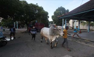 Disembelih Hari Ini, Berikut Keistimewaan Sapi dari Jokowi untuk 2 Masjid di Solo