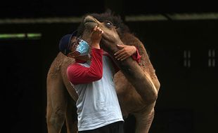 FOTO : Sepi Pengunjung, Perwatan Satwa TSTJ Terus Dilakukan