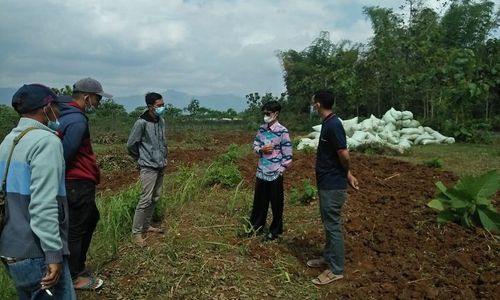 Mantap! Pemuda Wonogiri Ramai-Ramai Belajar Budidaya Porang