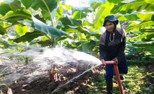 Pisang Cavendish Dikembangkan di Cibangkong Banyumas