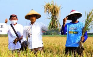 466 Ha Lahan Tidur di Kudus Diubah Jadi Sawah Subur