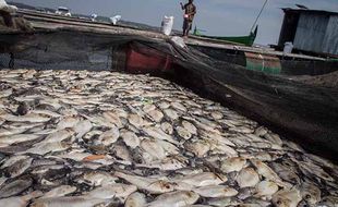 Ribuan Ikan Mati Milik Petani Keramba di Waduk Kedung Ombo Sragen