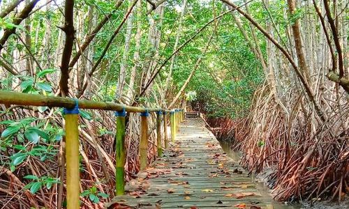 Organisasi Lindungi Hutan di Kendal Serukan Lingkungan Merdeka