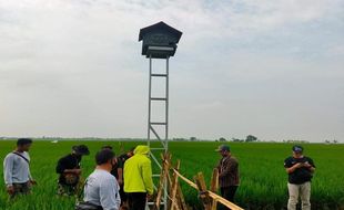 Bukan Jebakan Listrik, Petani Karanganyar Suka Cara Ini Atasi Tikus