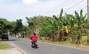 Mengenang Sumeni, Pejuang Wanita Asal Sragen yang Sukses Memata-Matai Pasukan Belanda