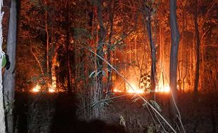 Kebakaran Hutan Lindung di Situbondo