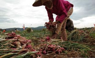 Puluhan Petani Bawang Imogiri Mengeluh, Duit Penjualan Rp340 Juta Belum Dibayar Tengkulak