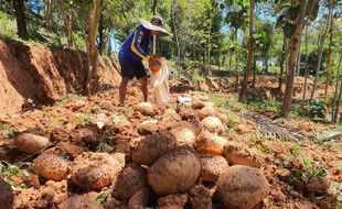 Harga Jual Porang Turun Tapi Petani Wonogiri Kok Untung Rp56 Juta, Begini Hitung-Hitungannya