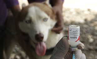 2 Kabupaten di NTT KLB Rabies, Ini Gejala Khas Penularan pada Manusia