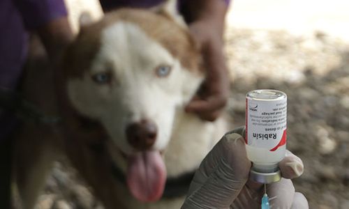 2 Kabupaten di NTT KLB Rabies, Ini Gejala Khas Penularan pada Manusia