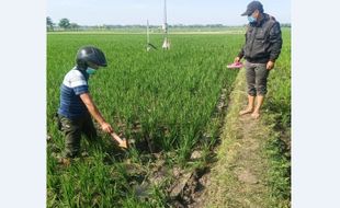 Jebakan Tikus Listrik di Sragen Sering Jadi Senjata Makan Tuan, Ini Hlo Penyebab Jumlah Hama Naik Terus