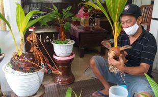 Mantul, Pensiunan ASN Klaten Bikin Bonsai Kelapa Ukir untuk Isi Waktu Luang