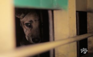 Ingat Anjing yang Diselundupkan ke Sukoharjo? Dua Betinanya Melahirkan