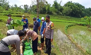 Warga Tangkil Karanganyar Meninggal di Sawah, Diduga Sakit Menahun Kambuh