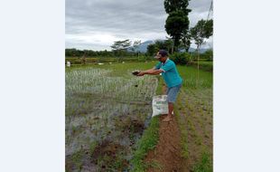 Minat Petani Karanganyar Beralih ke Pertanian Organik Minim, Ini Penyebabnya