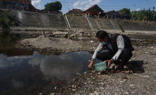 Ribuan Ikan di Sungai Dengkeng Klaten Mati Mendadak, Gegara Ledakan Fitoplankton?