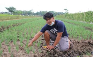 Omzet Tembus Rp100 Juta dari Budi Daya Bawang Merah, Petani Milenial Klaten Tetap Kerja di Hotel, Ini Alasannya