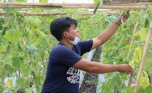 Kiat Sukses Petani Milenial Klaten, Bisa Raup Omzet Tinggi dari Bawang Merah