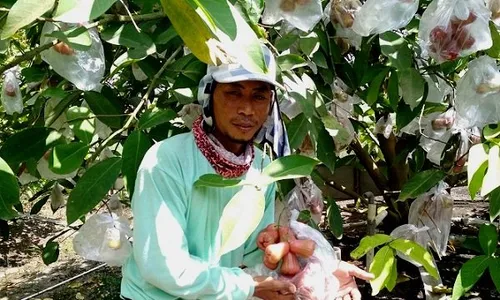 Petani Jambu Air Di Grobogan Ini Namanya Mirip Nama Penyanyi Indonesia