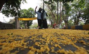 Ini Foto-Foto Indahnya Guguran Bunga Angsana di Kampus UNS Solo