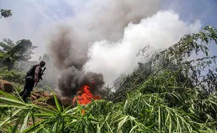 BNN Musnahkan 6,5 Ton Ganja Siap Panen di Aceh Utara