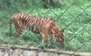 Sempat Viral, Begini Kondisi Harimau di Medan Zoo Kurus & Makan Rumput