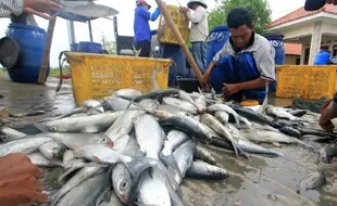 Beri Nilai Tambah, Petani Tambak Jepara Diminta Tak Hanya Jual Bandeng Mentah