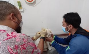 Hari Rabies Sedunia, Boyolali Terima 500 Dosis Vaksin Rabies