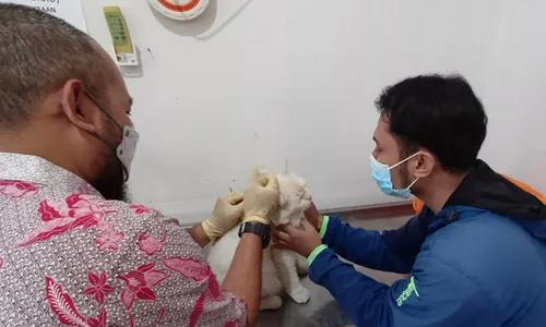 Hari Rabies Sedunia, Boyolali Terima 500 Dosis Vaksin Rabies