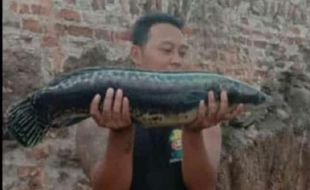 Penemuan Ikan Buas di Trucuk Klaten, Ini Dugaan Asal Usulnya Menurut Dukun Channa