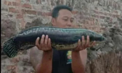 Penemuan Ikan Buas di Trucuk Klaten, Ini Dugaan Asal Usulnya Menurut Dukun Channa