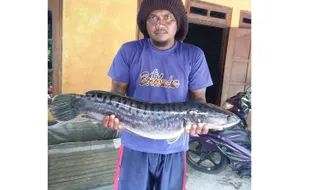 Kisah Petani Ikan di Waduk Mulur Sukoharjo Berburu Ikan Predator Berharga Jutaan