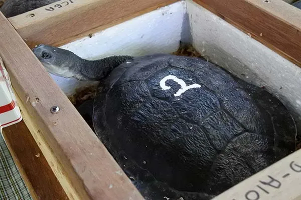 Rus korporativ partiyasi bilan havaskor jinsiy aloqa tasvirlari