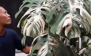 Tanaman Monstera Berharga Mahal, Petani Lereng Lawu: Pengembangbiakannya Gampang-Gampang Susah!