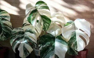 Harga Tanaman Hias Ini Juga Fantastis Seperti Monstera King Variegata