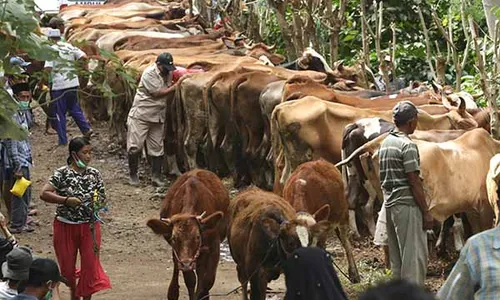 Layanan Kesehatan Gratis Hewan Ternak di Banyuwangi