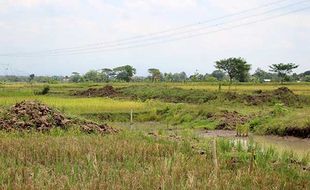 Petani di Klaten Masih Enggan Asuransikan Sawah, Ini Alasannya