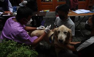 Vaksinasi Anjing dan Kucing Cegah Penularan Rabies di Solo