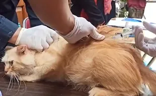 Anjing dan Kucing Disuntik Vaksin di Kota Solo