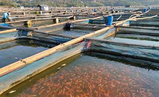 Cuaca Tak Menentu, Fenomena Upwelling Ancam Petani Ikan di Wonogiri