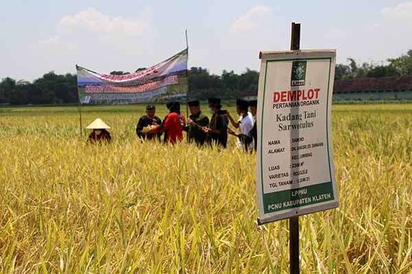 Lezatnya Beras Rajelele Delanggu, Hidup Lagi Berkat Srinuk dan Srinar