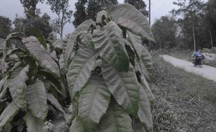 Magelang Diguyur Hujan Abu Merapi Lagi, Lima Kecamatan Terdampak