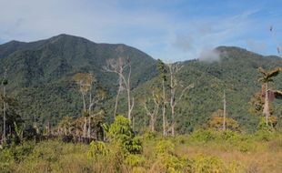 Pegunungan Arfak Papua Barat, Satu-Satunya Zona Hijau Covid-19