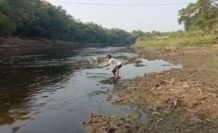 Parah! Limbah Ciu di Sungai Bengawan Solo Warnanya Hitam & Baunya Bikin Ikan Mabuk